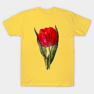 Red Tulip Viscountess T-Shirt